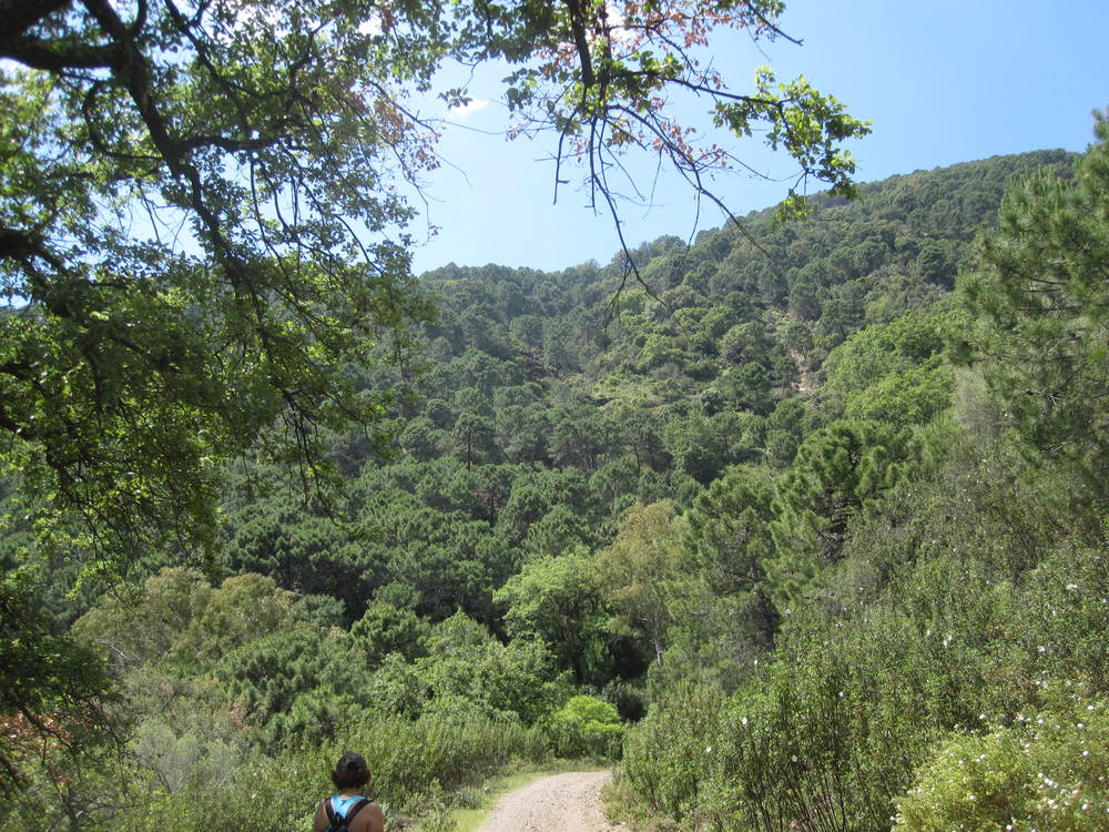 Trees as far as the eye can see<br /><a href="photo14.kml">See on Google Earth</a><br /><br />