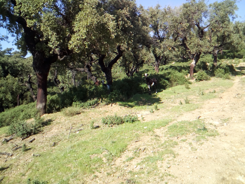 Walking uphill in this heat? He thinks we are mad.<br /><a href="photo14.kml">See on Google Earth</a><br /><br />