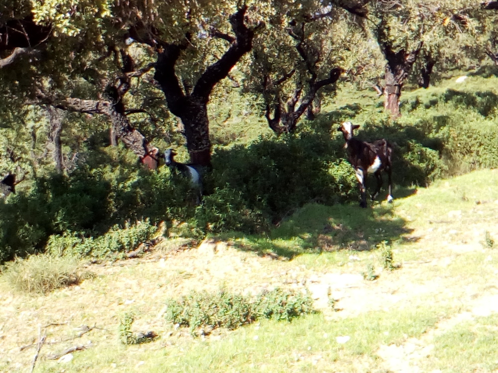 Sensibly in the shade of the tree<br /><a href="photo16.kml">See on Google Earth</a><br /><br />