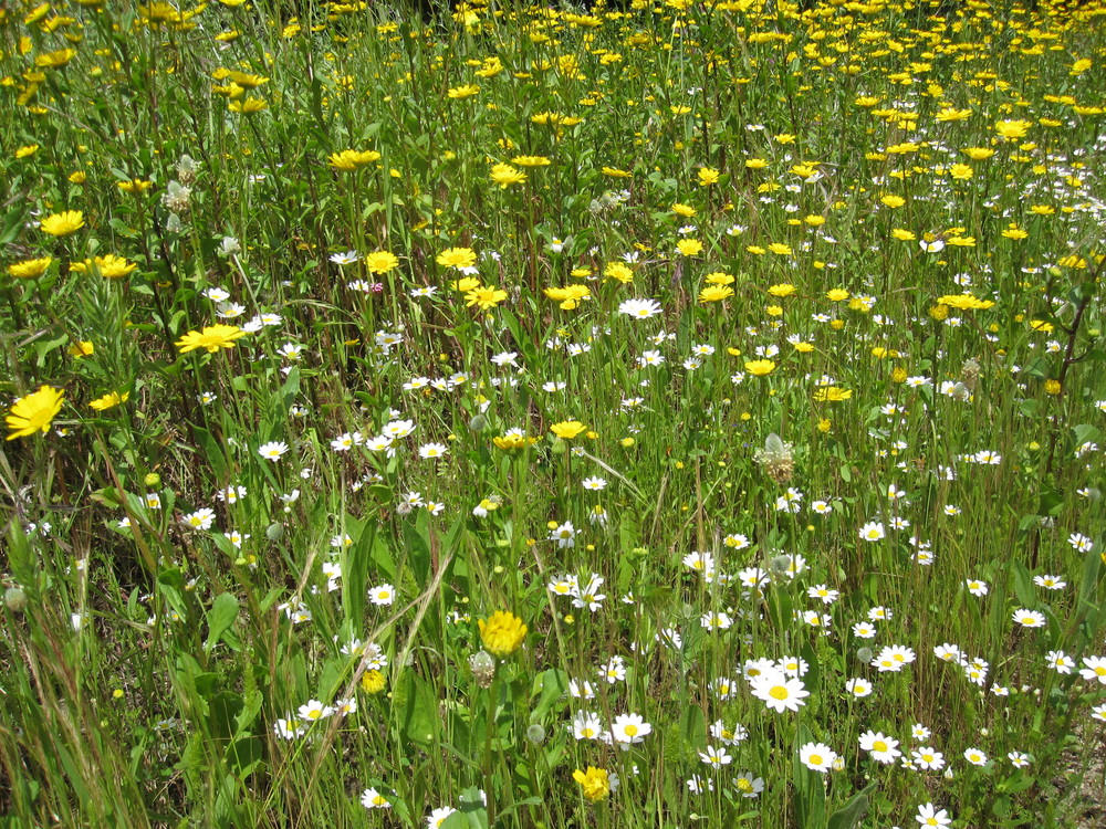 A field of flowers<br /><a href="photo15.kml">See on Google Earth</a><br /><br />