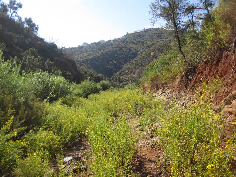 Used to be an exercise trail but now overgrown<br /><a href="photo15.kml">See on Google Earth</a><br /><br />